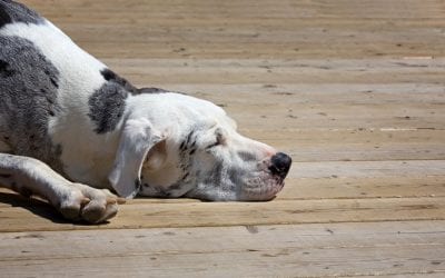 How to Make Your Deck Safer for Children and Pets