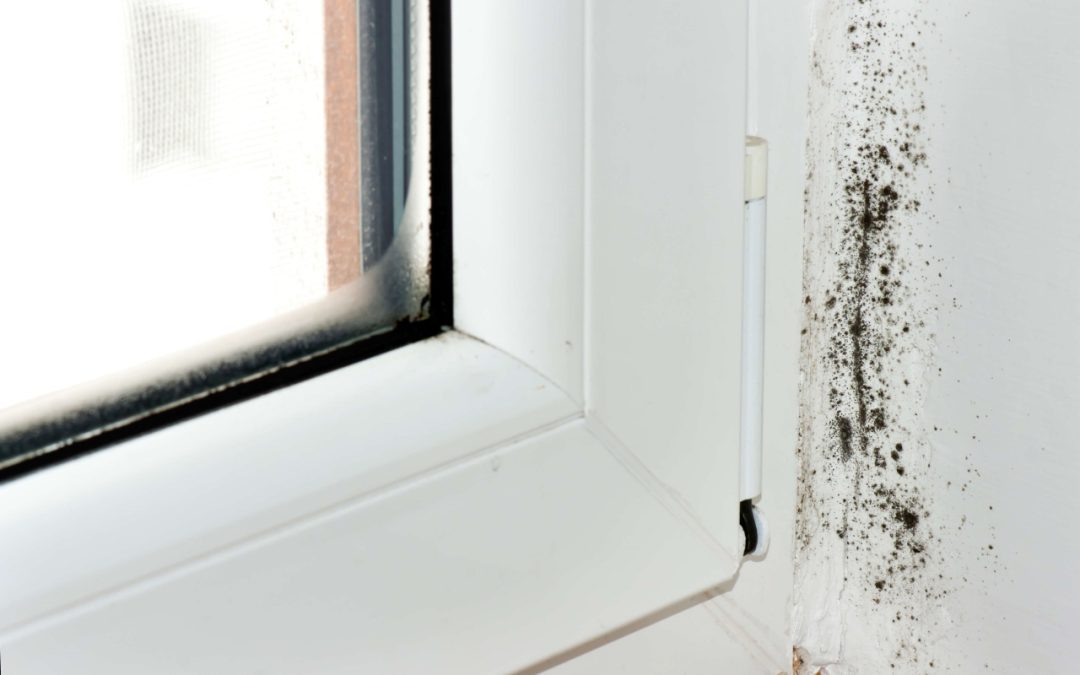 How to Prevent Mold Growth at Home With Moisture Control